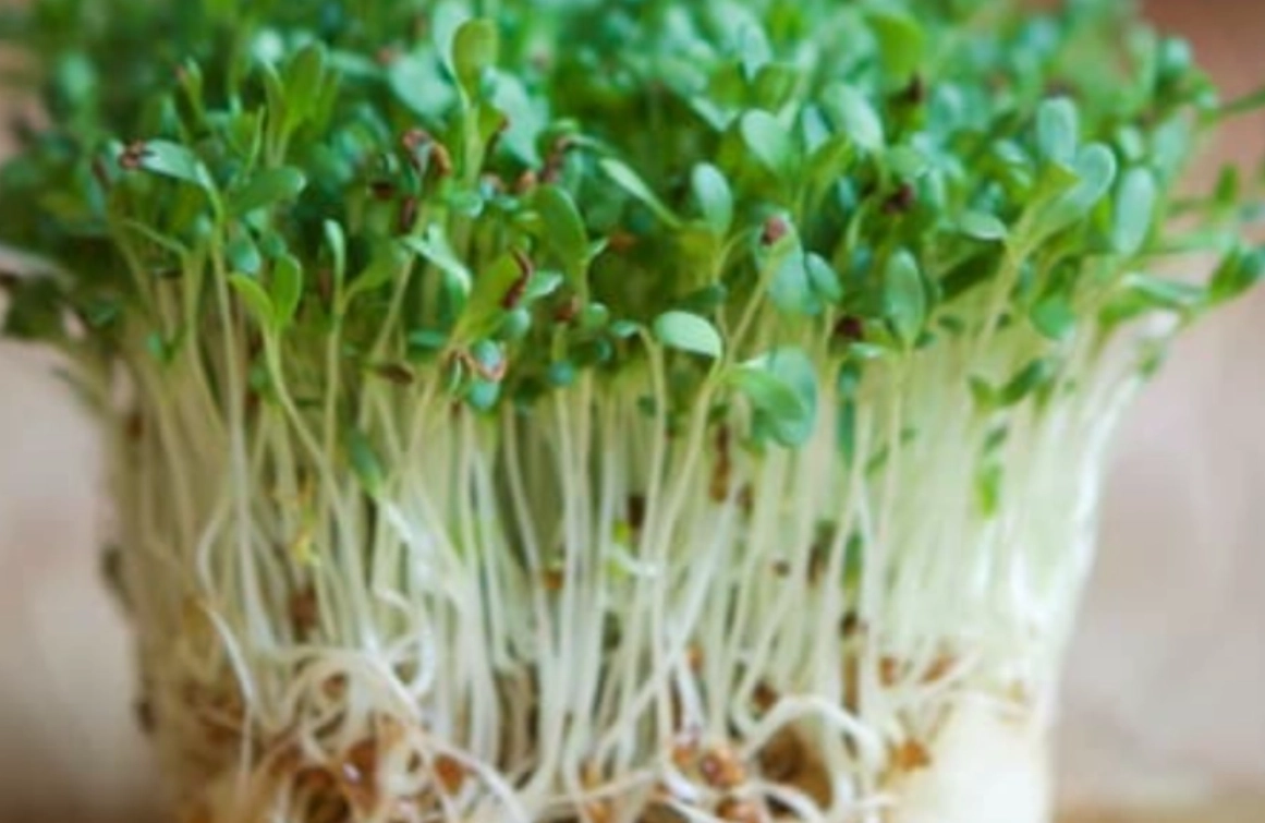 發芽奇亞籽好處