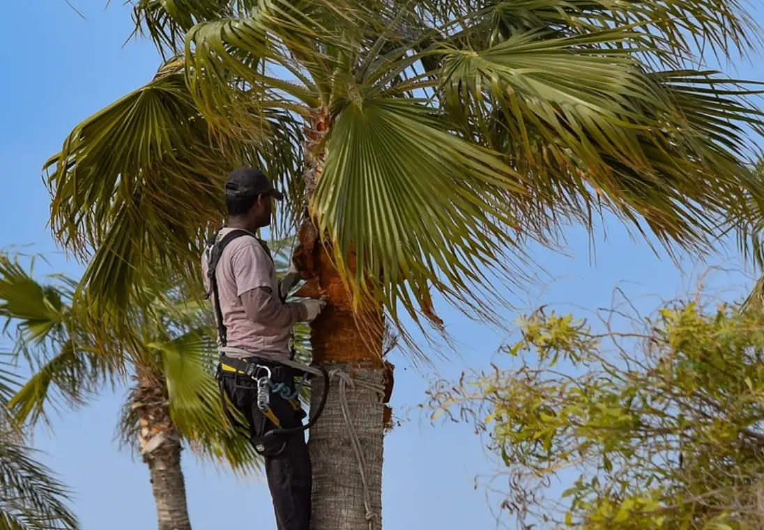 棕櫚樹修剪工具