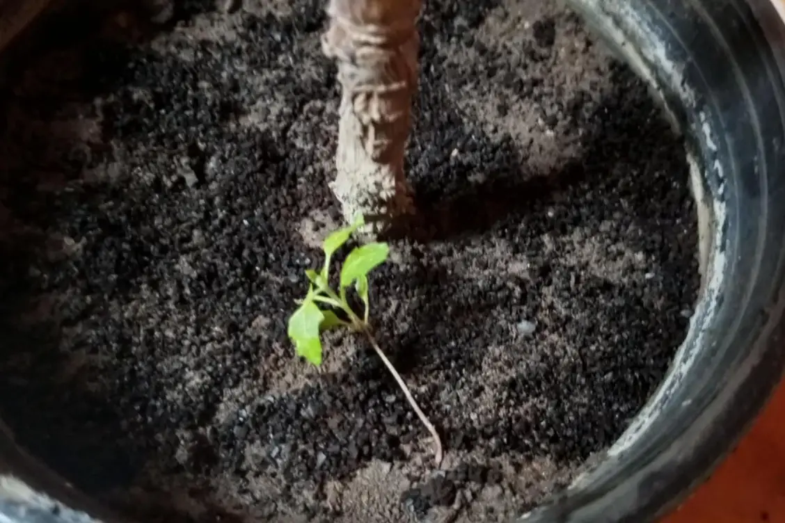 咖啡渣肥料製作