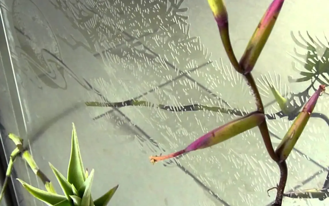 旋風木柄鳳開花全解析：從民俗技藝到文化傳承的深度指南