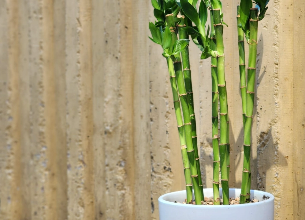 富貴竹旺盛秘訣