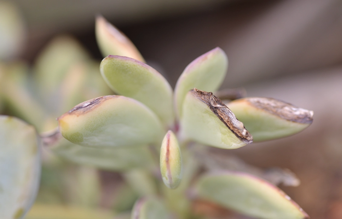 植物曬傷怎麼辦？完整急救與預防指南