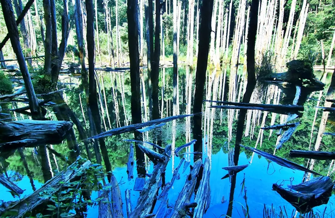 忘憂森林怎麼去