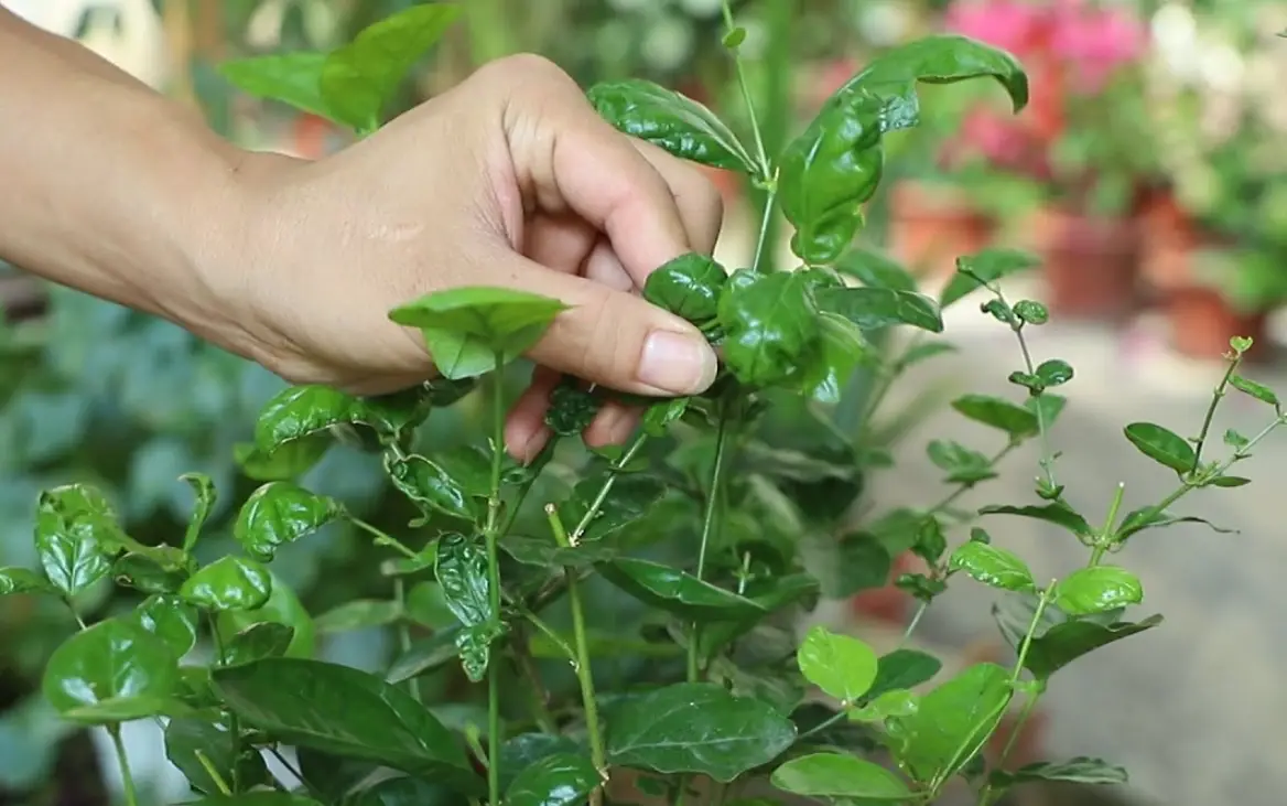 茉莉花叶子皱皱原因