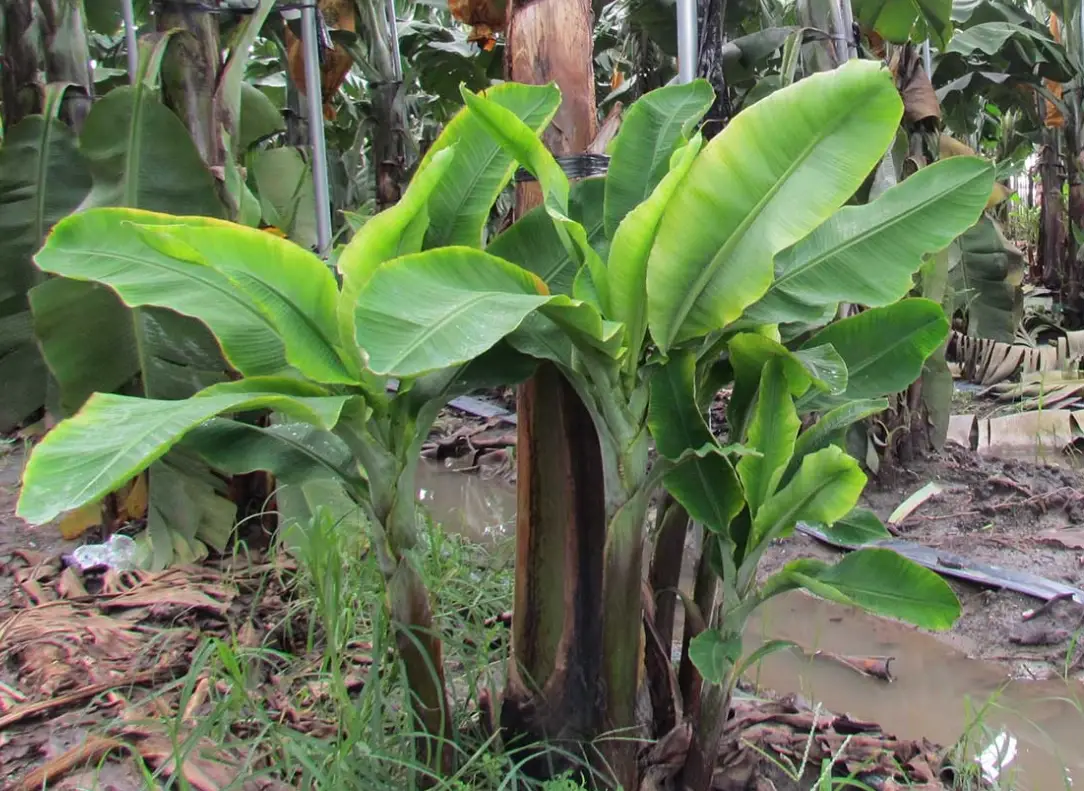 香蕉塊莖繁殖完整指南：從選種到收成的實用技巧與常見問題解答
