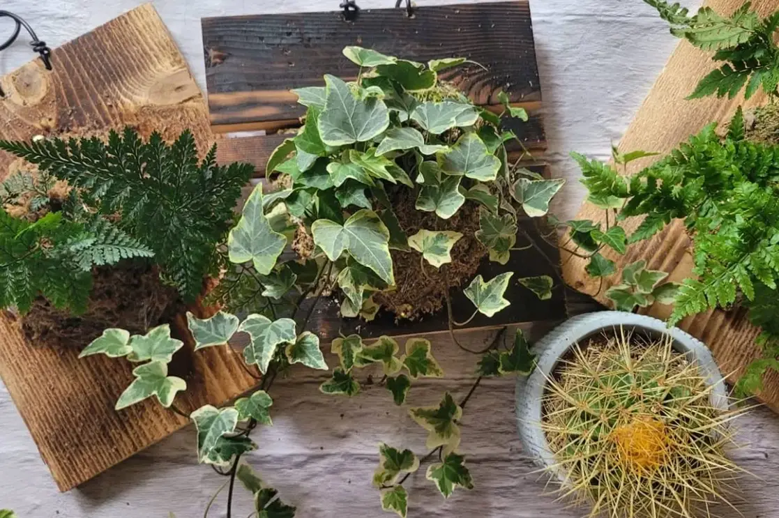 台北植物療癒課程