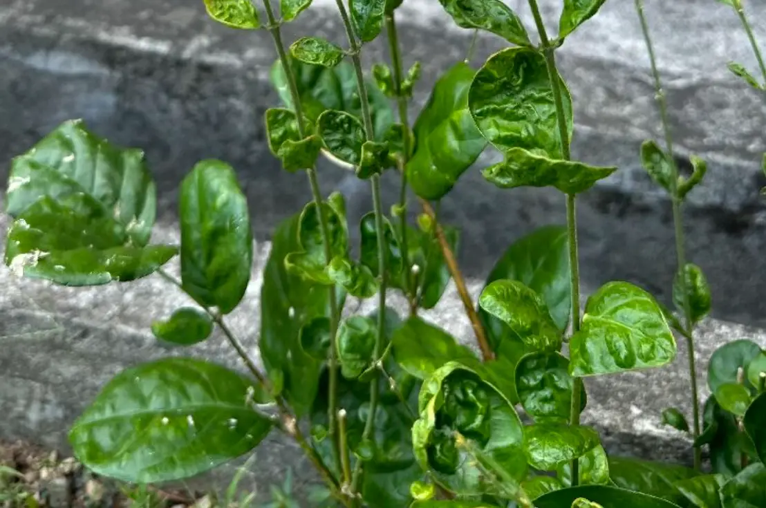 茉莉花叶子皱巴巴？别慌！5大原因与超实用拯救指南