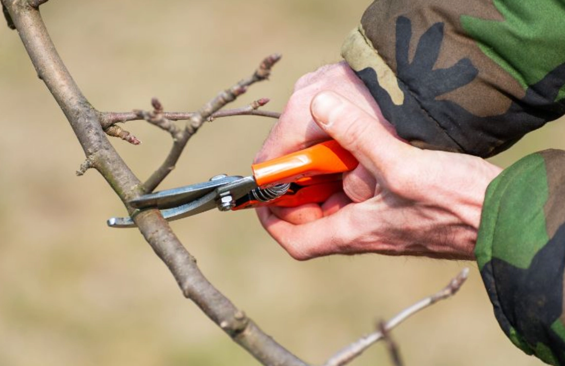 果樹修剪方法