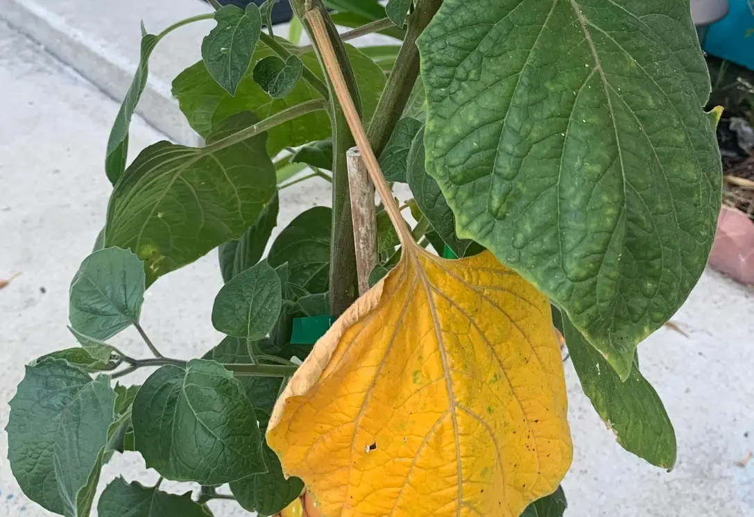 如何讓燈籠果開花