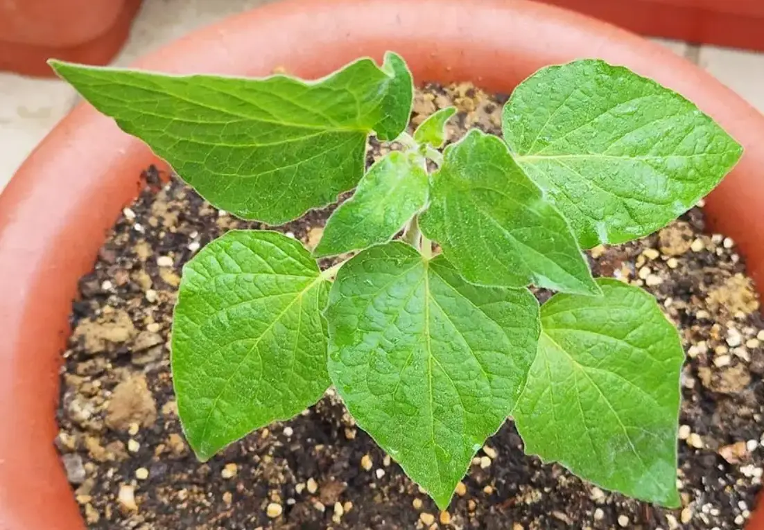 燈籠果不開花？專家解析5大原因與實用解決方案