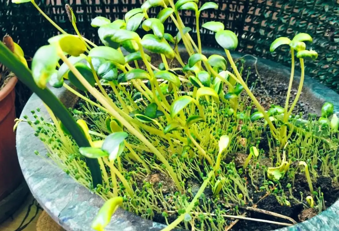 奇亞籽發芽方法