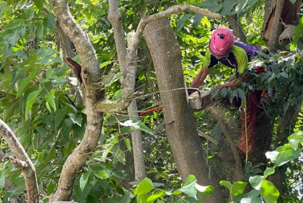 修剪樹木技巧全攻略：從工具選擇到實作步驟的完整指南