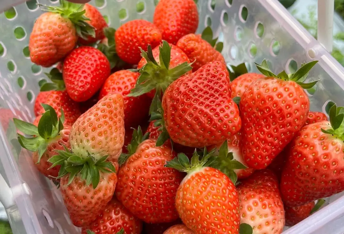 台北採草莓推薦