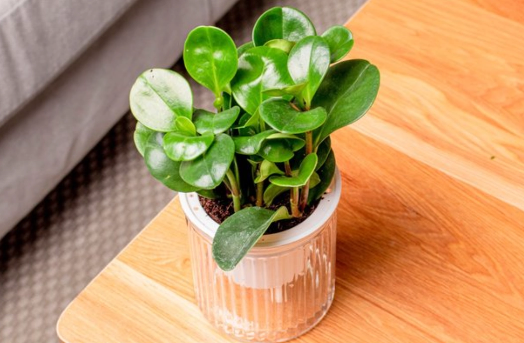 室內植物分株技巧