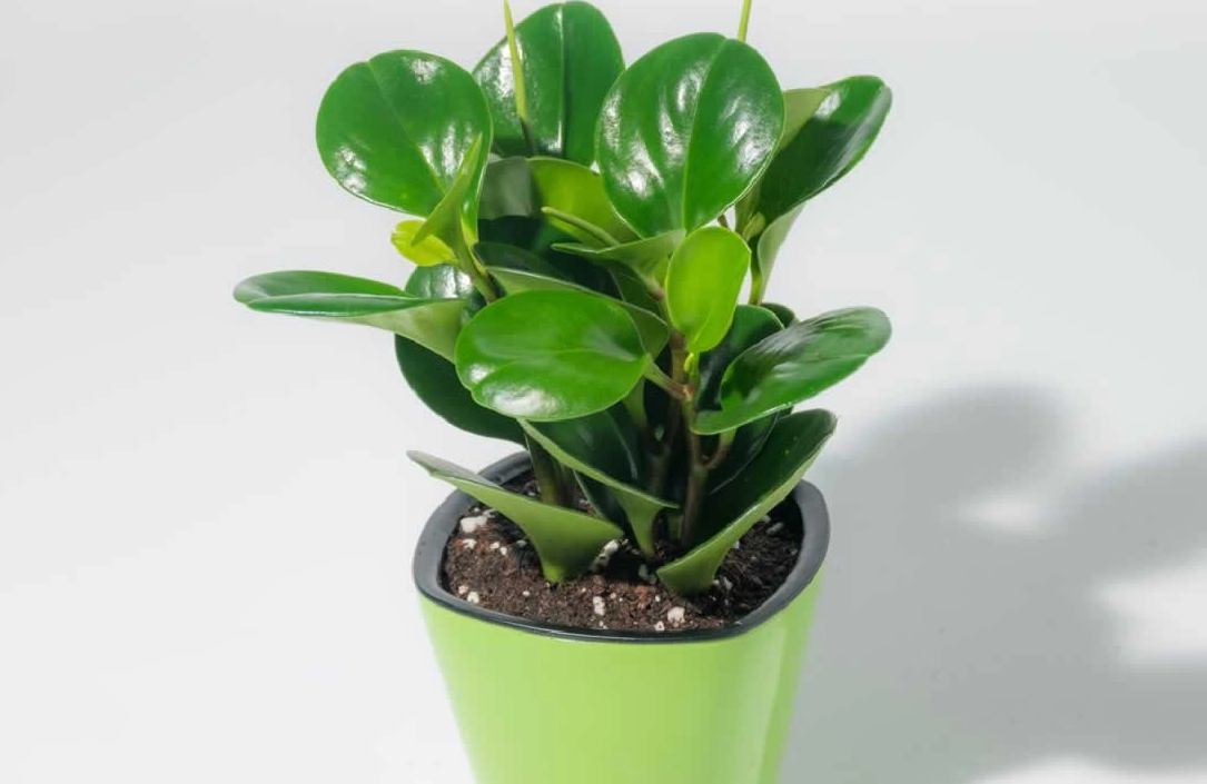 室內植物分株技巧