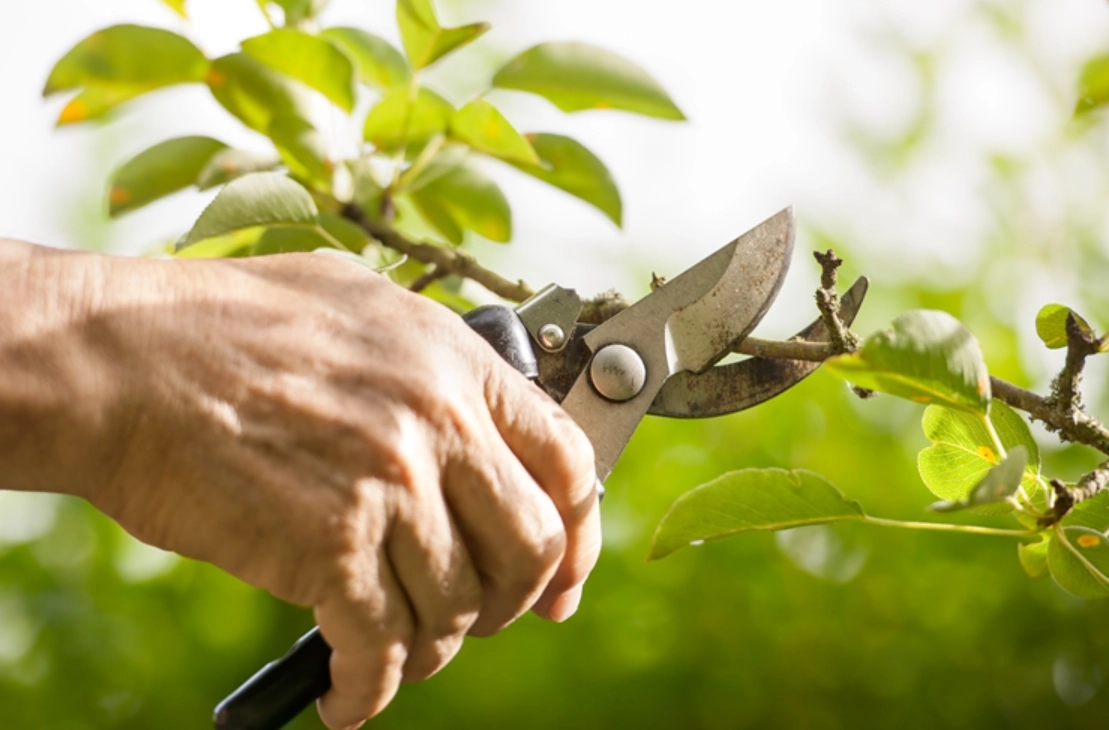 修剪圖解指南：新手必學的5大技巧與常見錯誤避坑