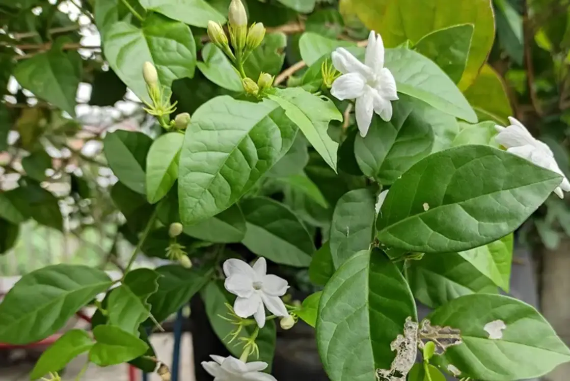 茉莉花養護