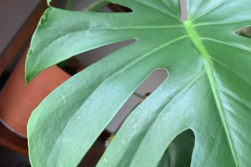 龜背葉有水珠是壞預兆嗎？解密植物吐水現象與健康判斷