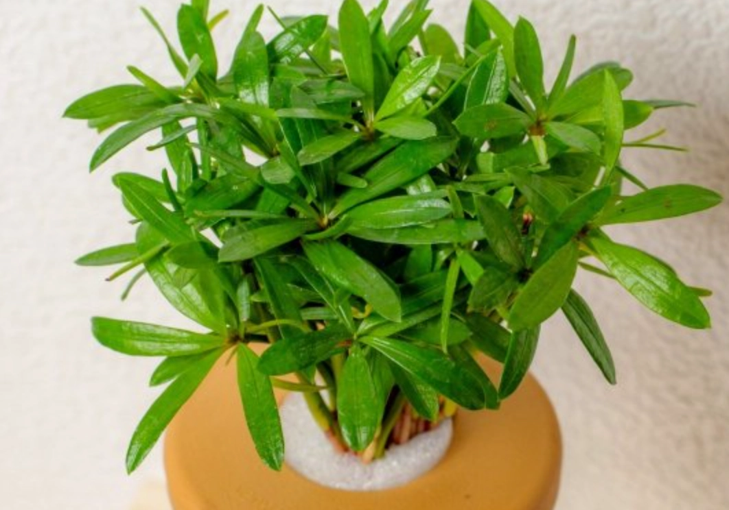 羅漢松造型技巧