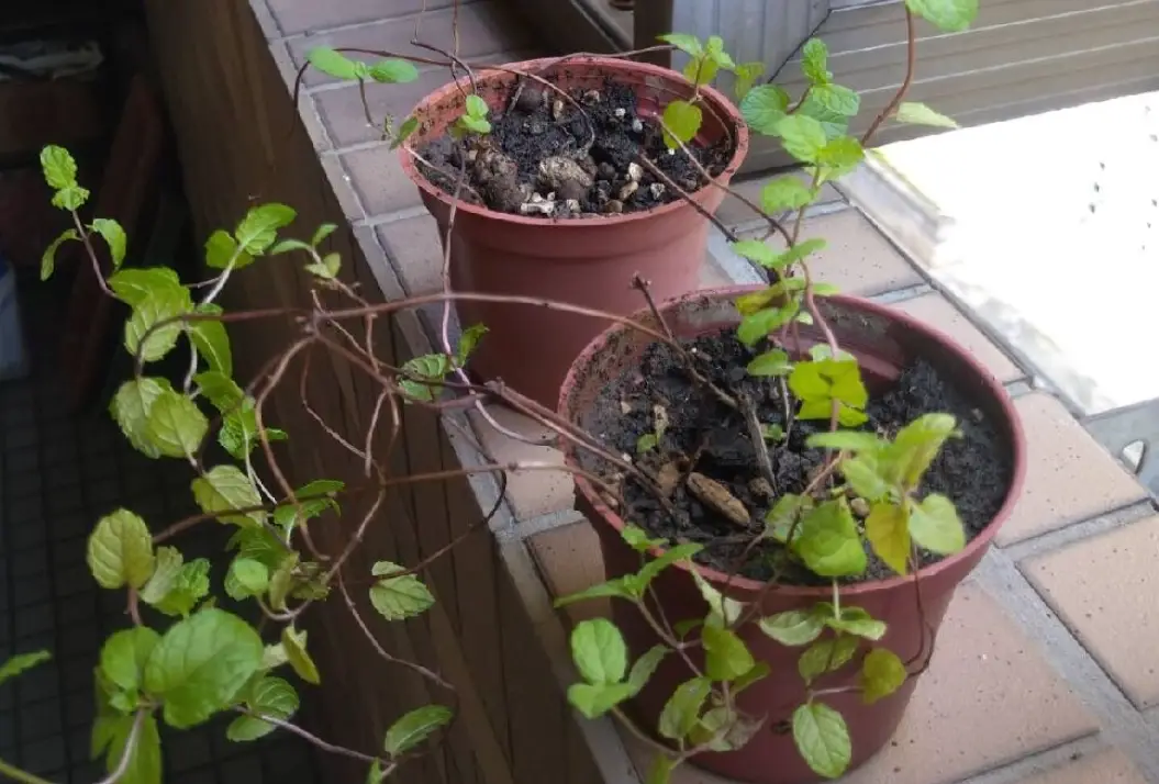 薄荷莖細是病嗎？資深園丁教你3招養出粗壯健康薄荷