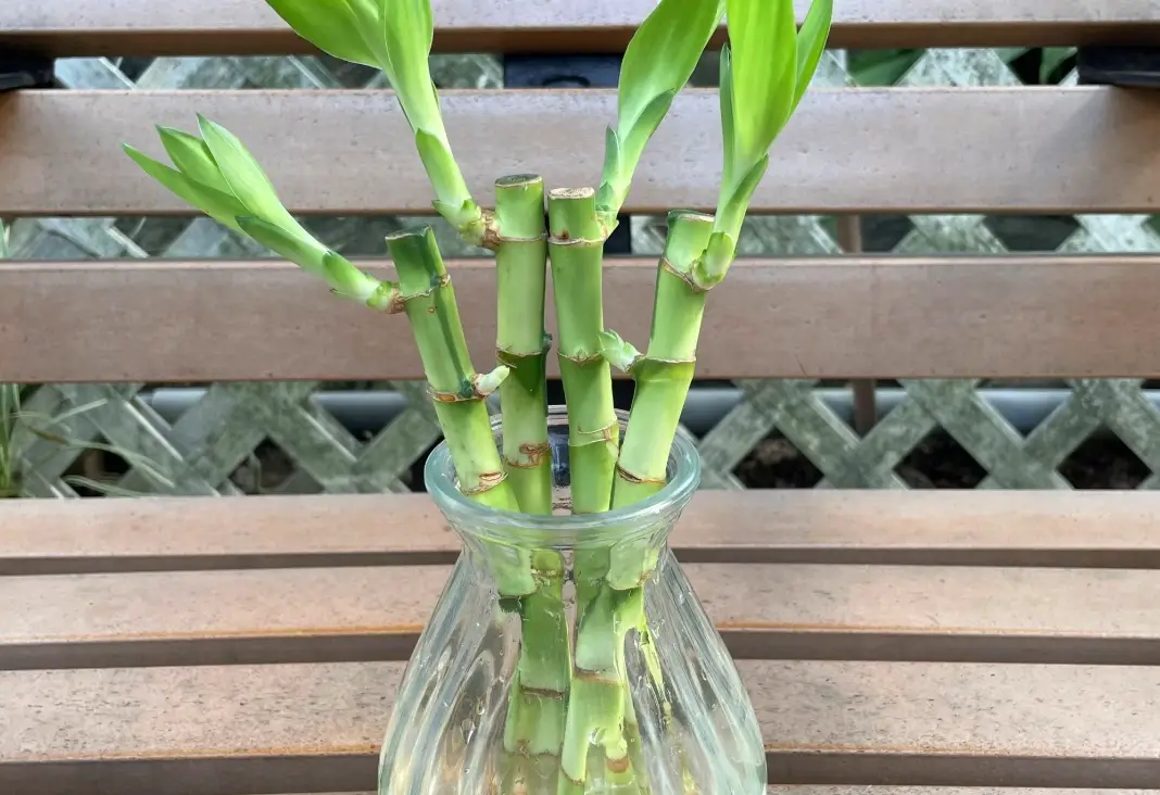 富贵竹怎麼養才能更旺盛？10年養護專家教你避開3大誤區