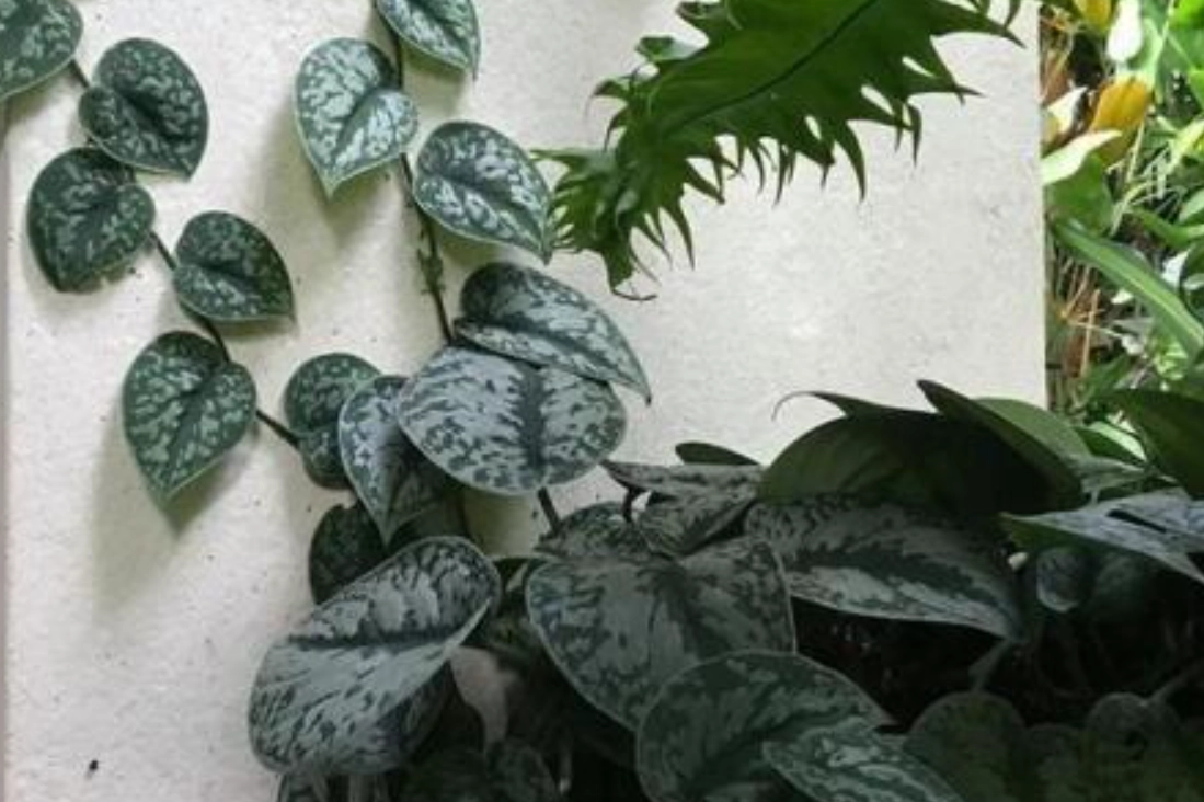 銀星黃金葛 葉子變黃