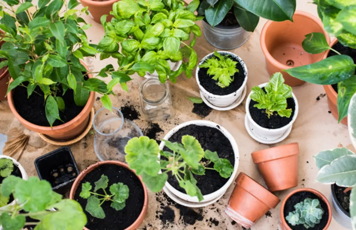 室內淨化植物推薦