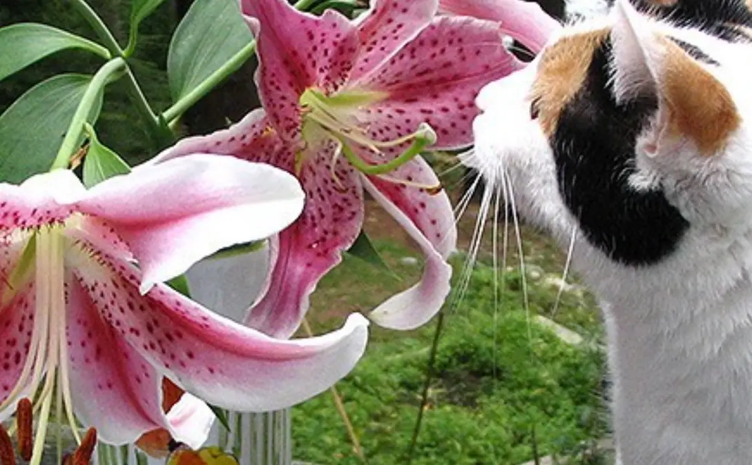 貓植物中毒急救