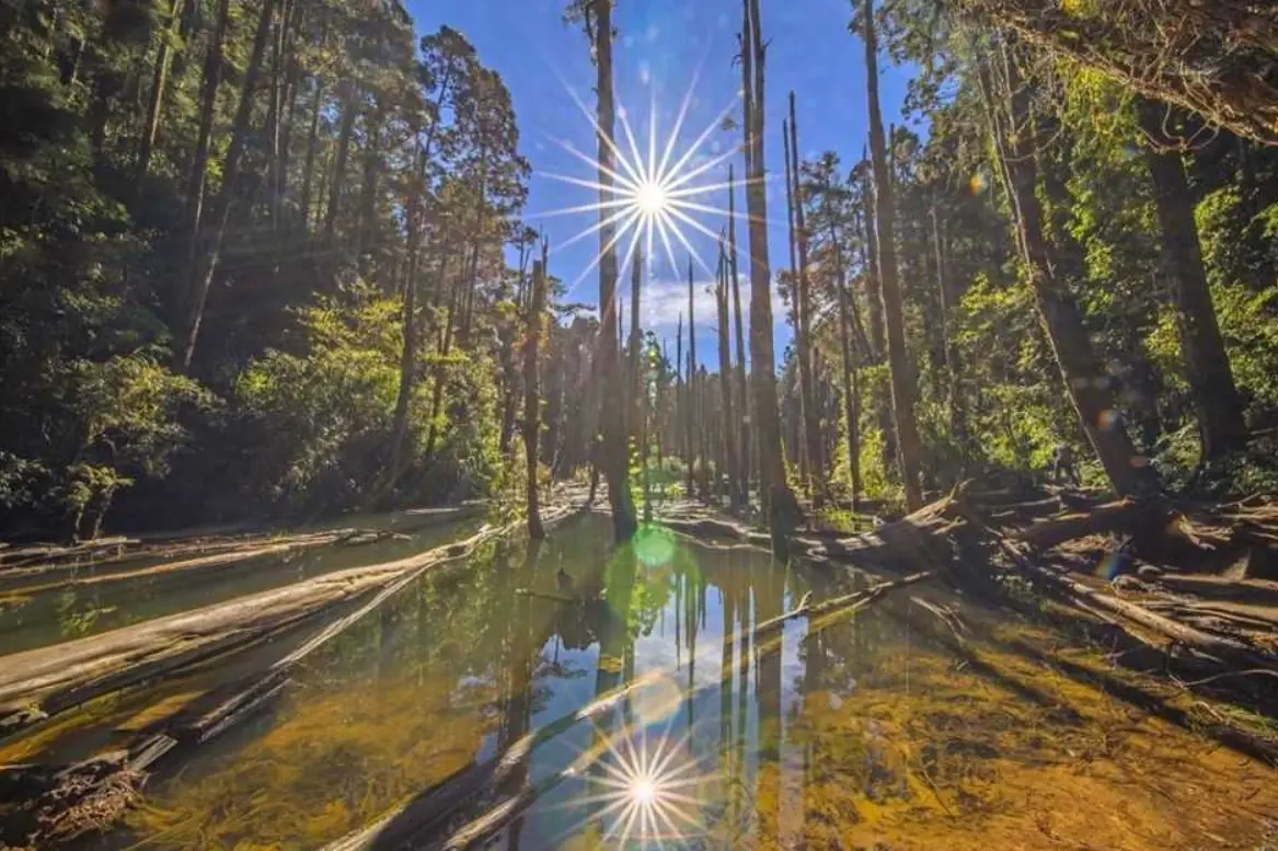 忘憂森林一日遊全攻略：交通、行程、攝影與必知事項