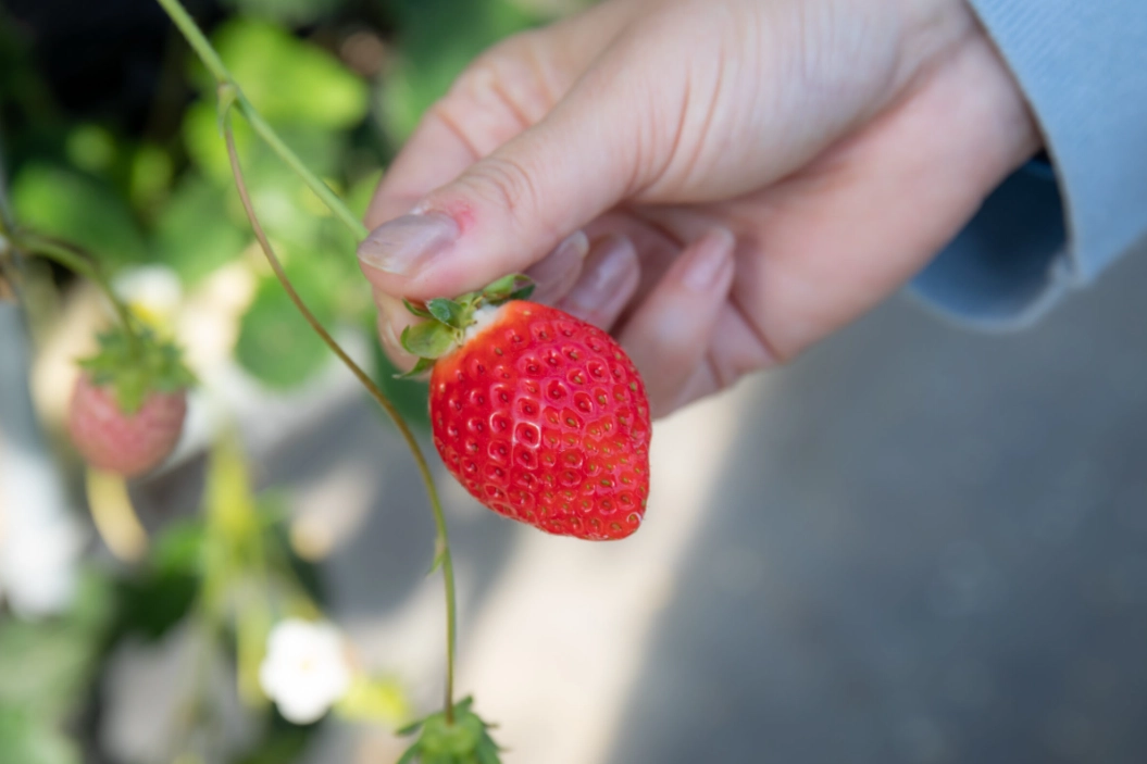 草莓一日遊