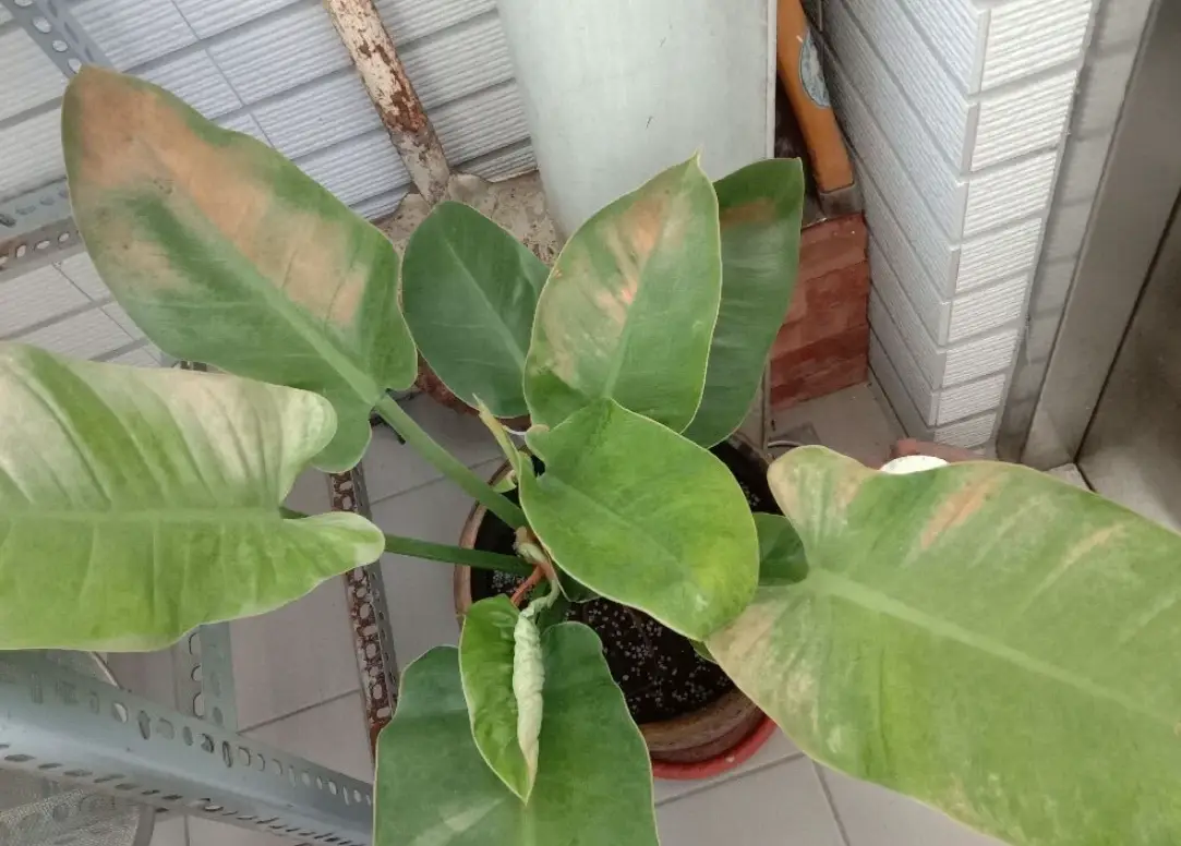 如何預防植物曬傷