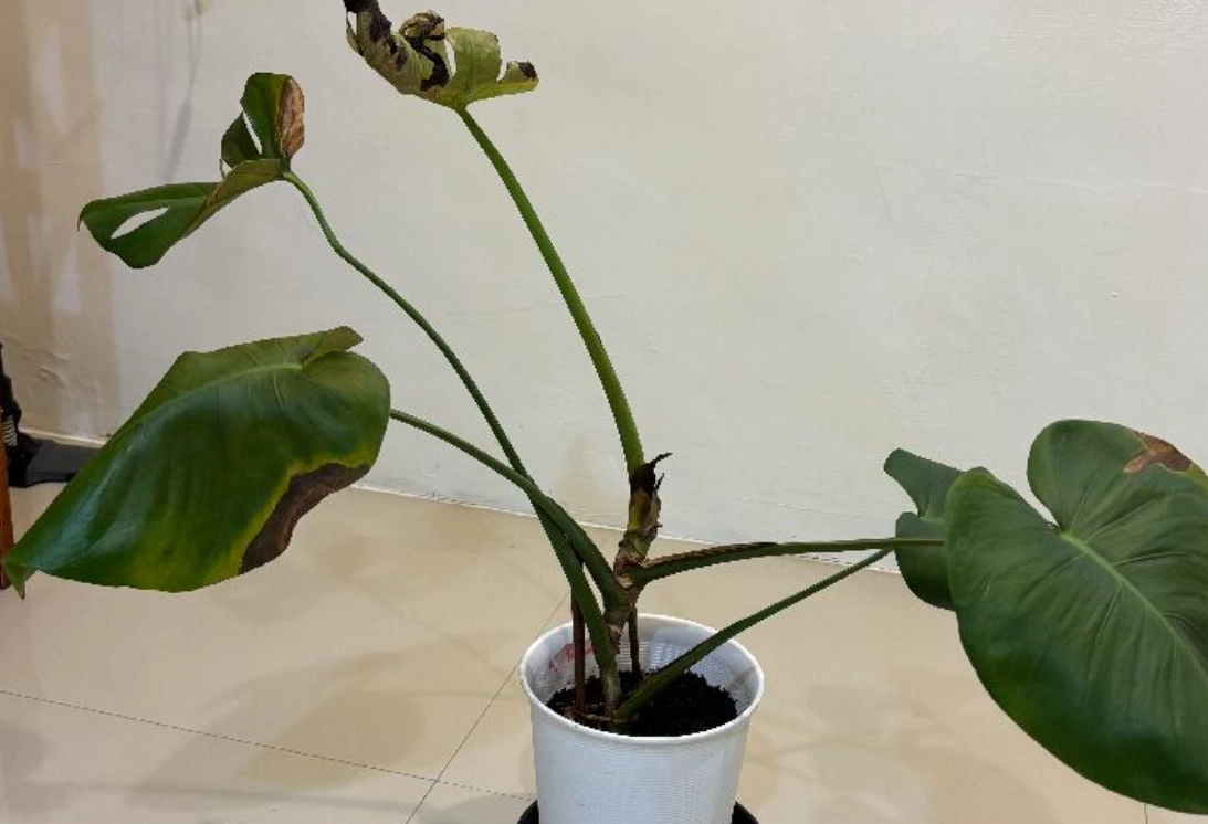 龜背芋葉片下垂