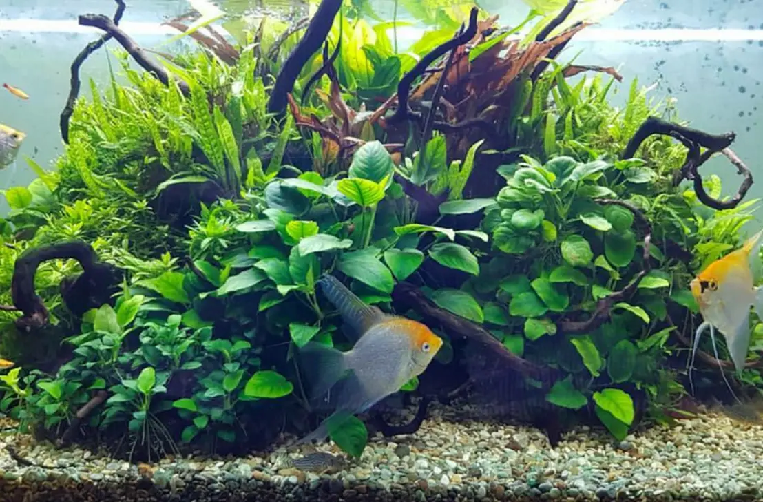 陰性水草推薦：新手救星！低光照免CO2的10種好養水草清單