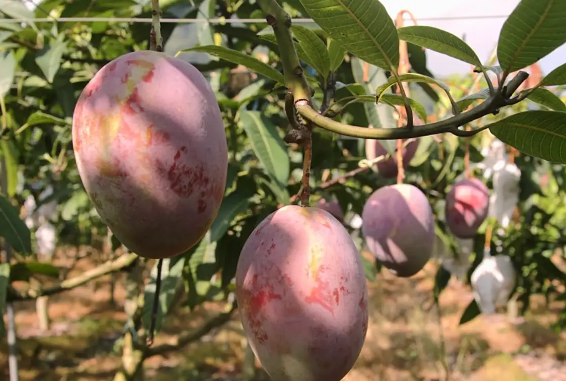 芒果種植全攻略：從選苗到豐收的關鍵注意事項