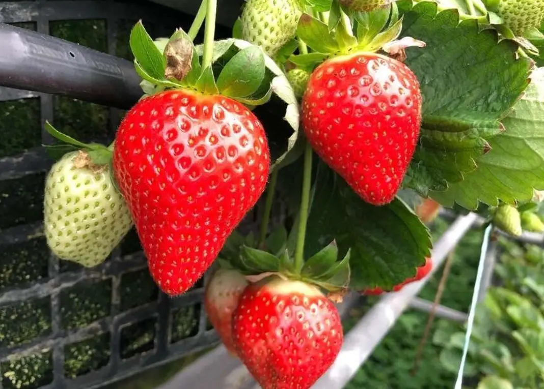 內湖採草莓推薦：農場評比、交通攻略與親子行程全指南