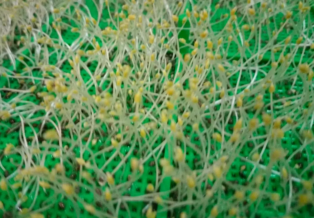 奇亞籽發芽完整指南：步驟、好處與常見問題