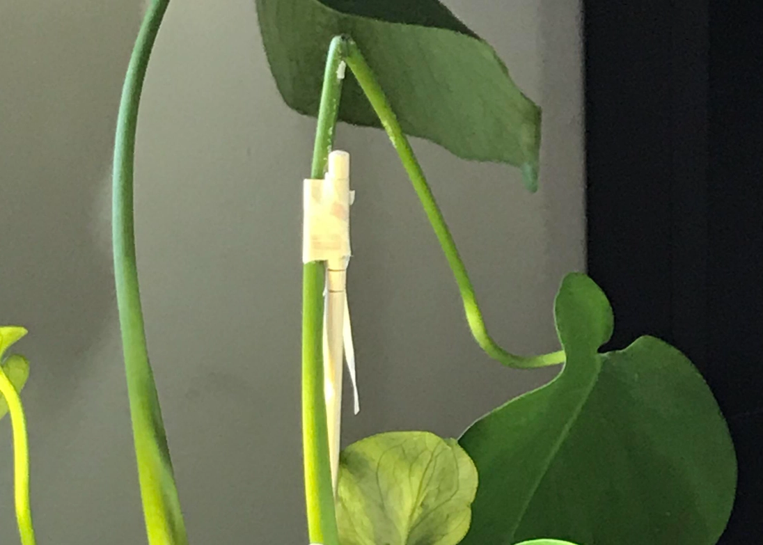 龜背芋養護常見問題