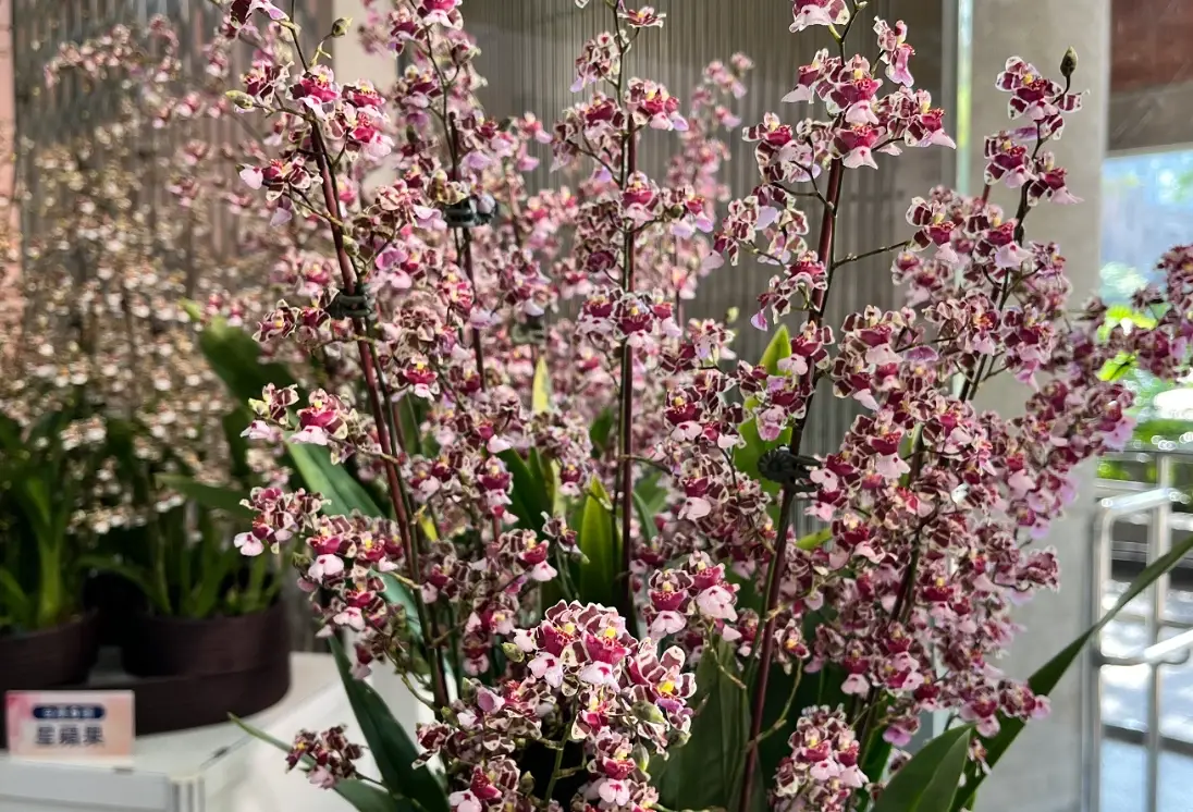 文心蘭哪裡買