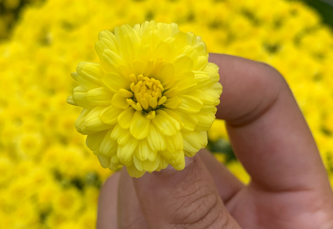 菊花對貓有毒嗎？獸醫解析風險、症狀與安全替代方案