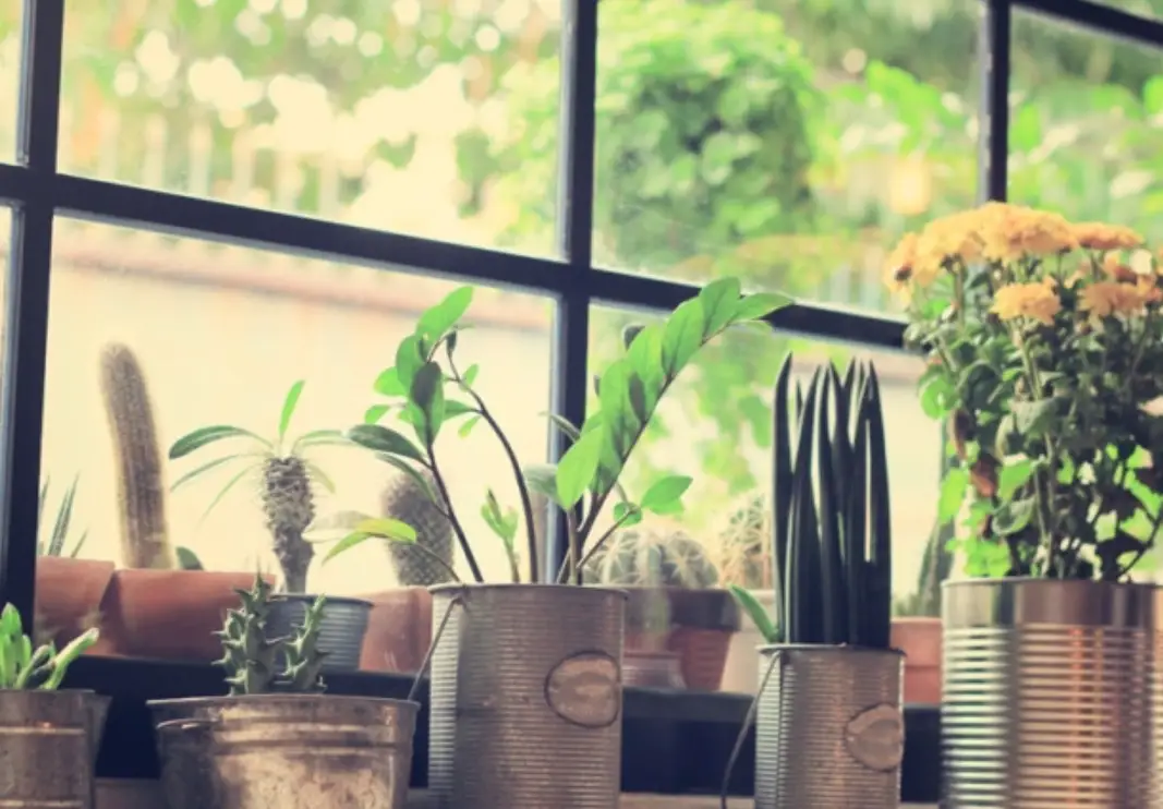 室內淨化植物推薦