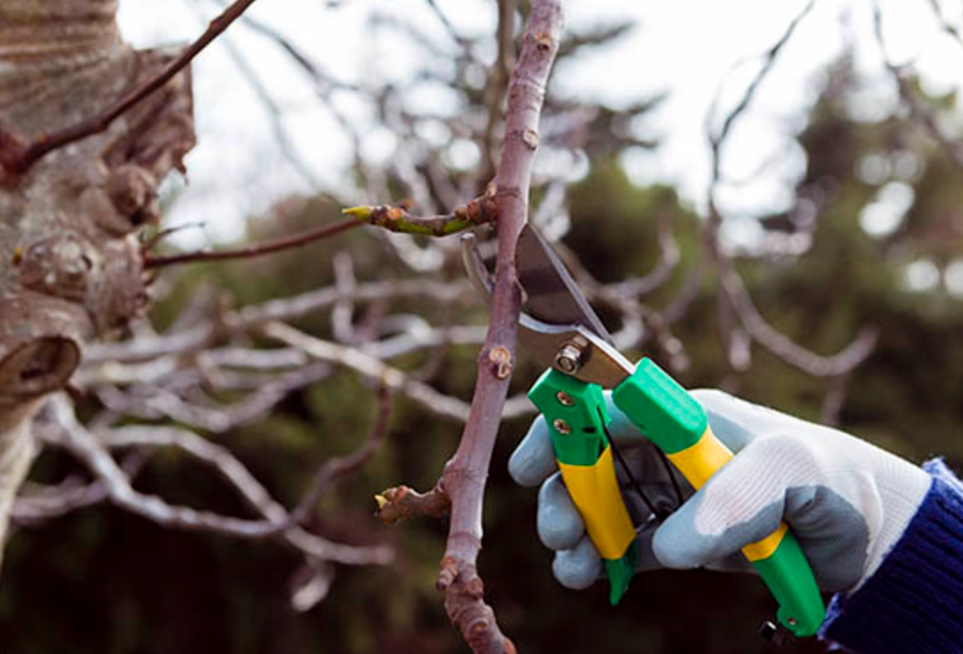果樹修剪方法