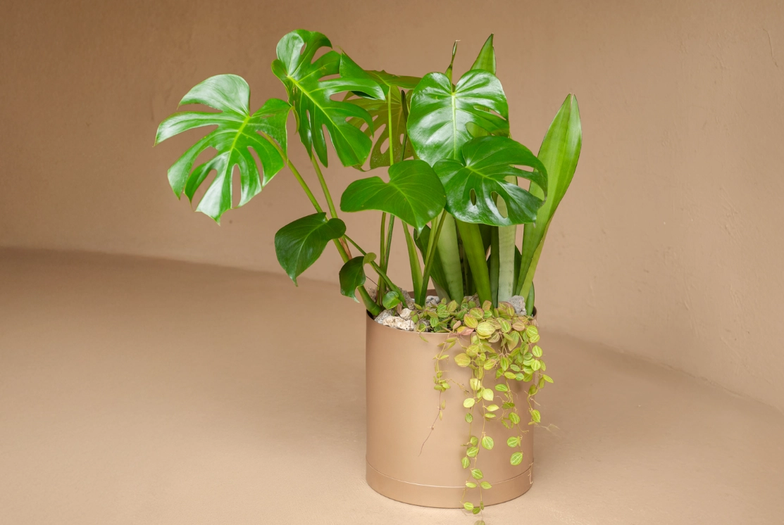 龜背芋生長溫度