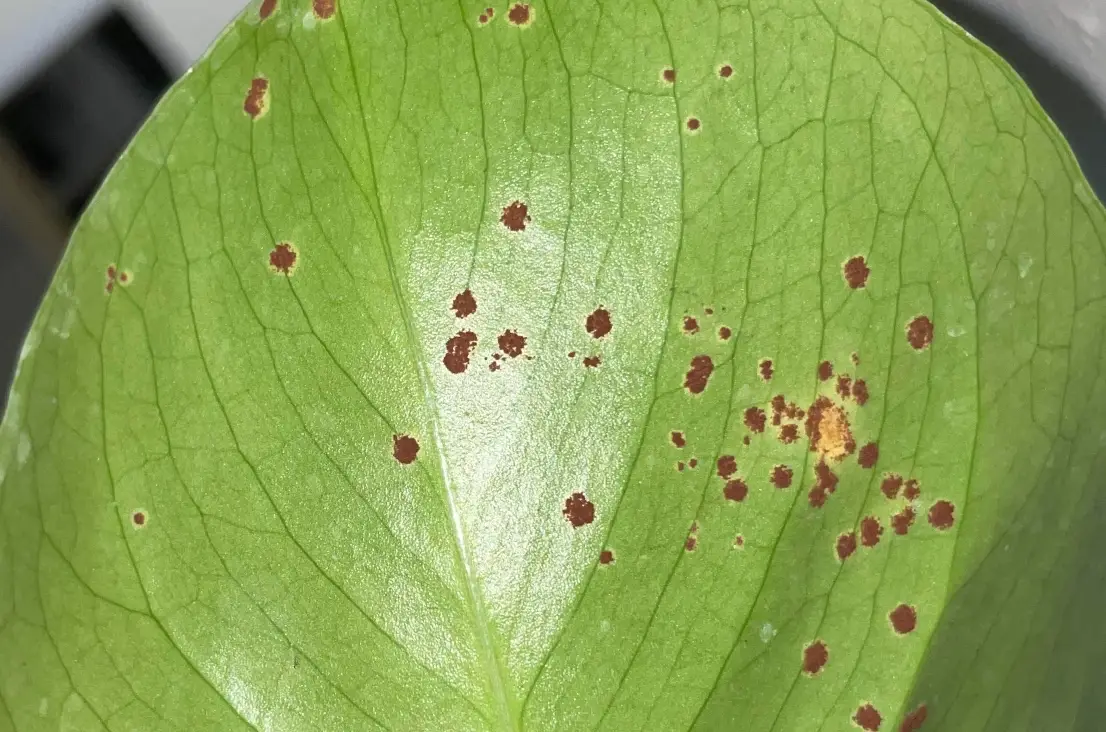 龜背芋 病害 處理