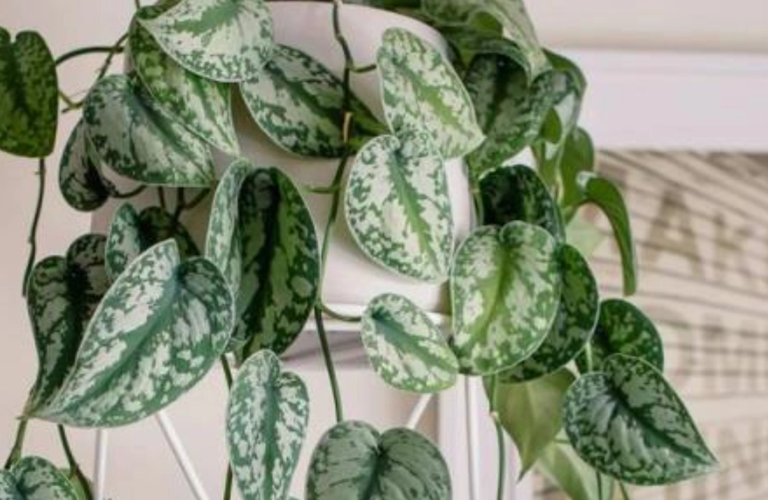 銀星黃金葛照顧全攻略：避開新手常犯的5大錯誤