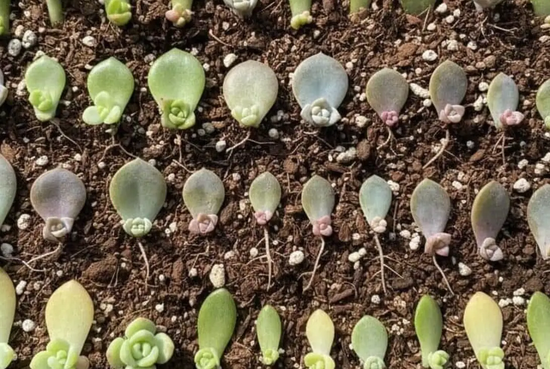 多肉植物繁殖方法