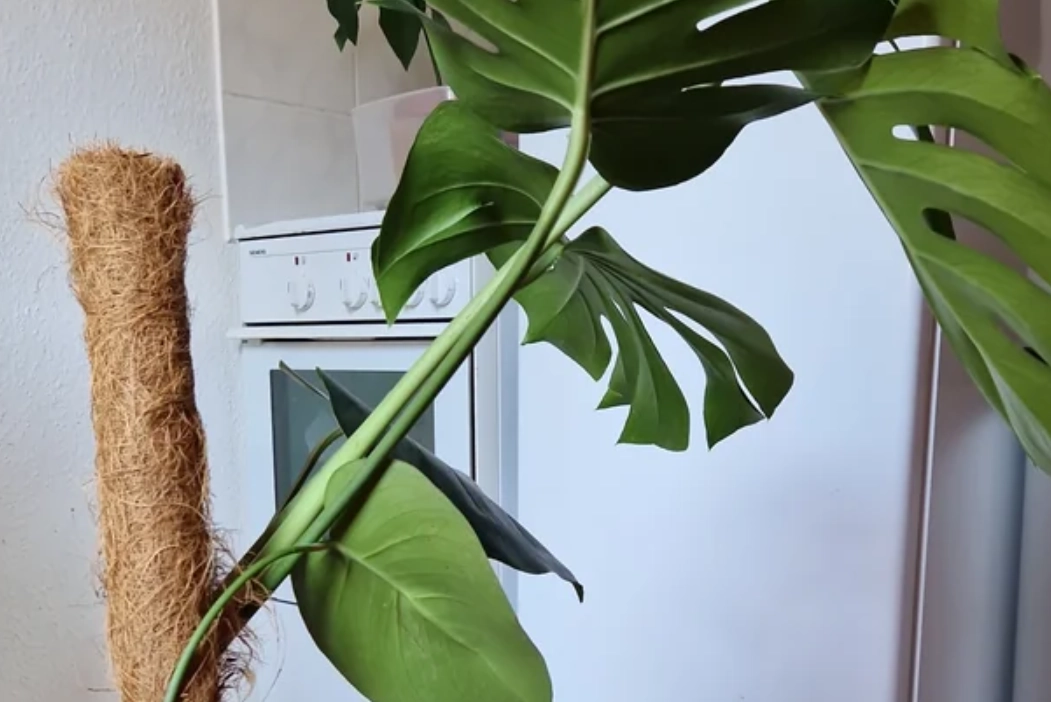 龜背芋不挺怎麼辦？專家親授拯救葉片下垂全攻略