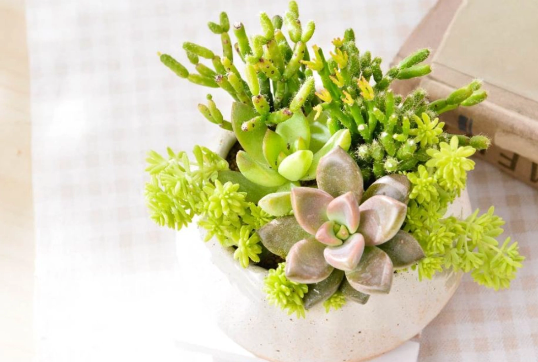 植物療癒課程體驗指南：從台北到高雄的療癒之旅