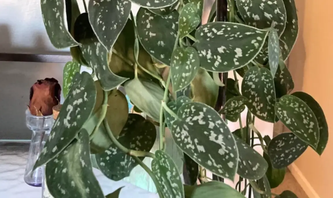 銀星黃金葛 繁殖