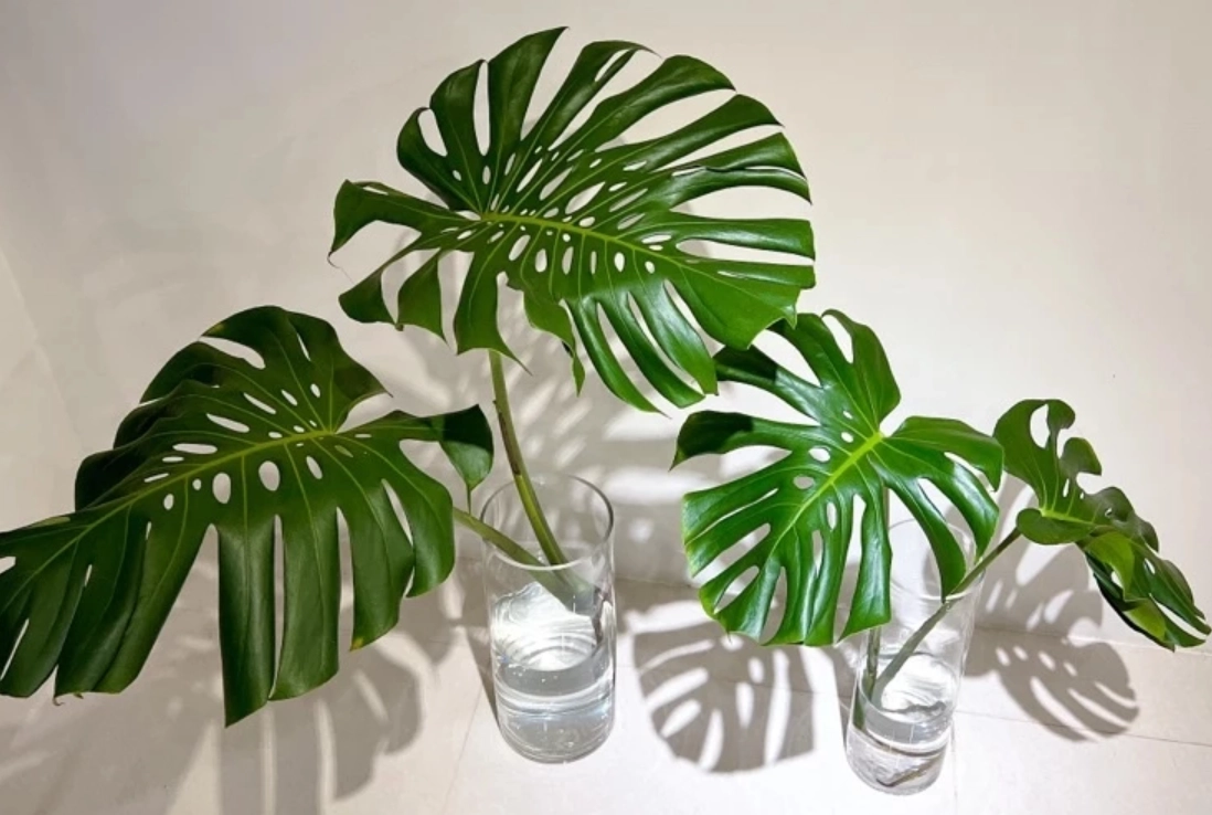 龜背芋生長溫度