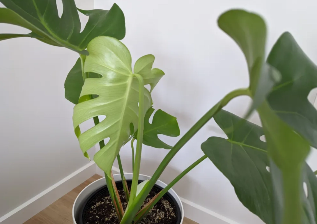 龜背芋葉片下垂